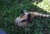 Coati, reclining