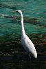 Bird against water