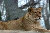 Lioness overlooking her cage