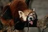 Red Panda, yawning