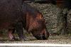 Feeding hippopotamus