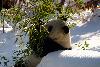 Giant Panda snacking