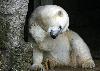 Polar Bear, scratching