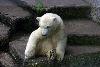 Polar bear cub, lounging