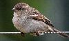 Little bird on wire fence