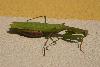 Praying Mantis
