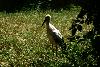 Stork - Backlit