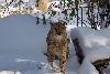 Snow Cheetah