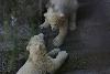 Polar Bear cubs at play